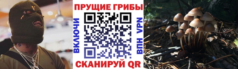 ОМГ ОМГ ССЫЛКА  Стерлитамак  Галлюциногенные грибы Psilocybe 